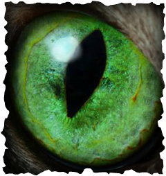 Green Eyed Monster Pic