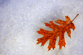 Finding Beauty in Your Winter Season Article by Deborah Perkins of HisInscriptions.com