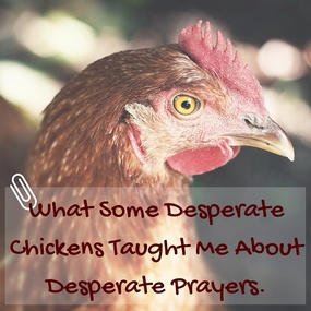 What Some Desperate Chickens Taught Me About Desperate Prayers - blog post by Deborah Perkins, His Inscriptions.com Praying when you're desperate!