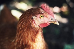 What Some Desperate Chickens Taught Me About Desperate Prayers. A blog by Deborah Perkins of HisInscriptions.com