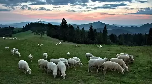 Sheep on Swiss Mountains