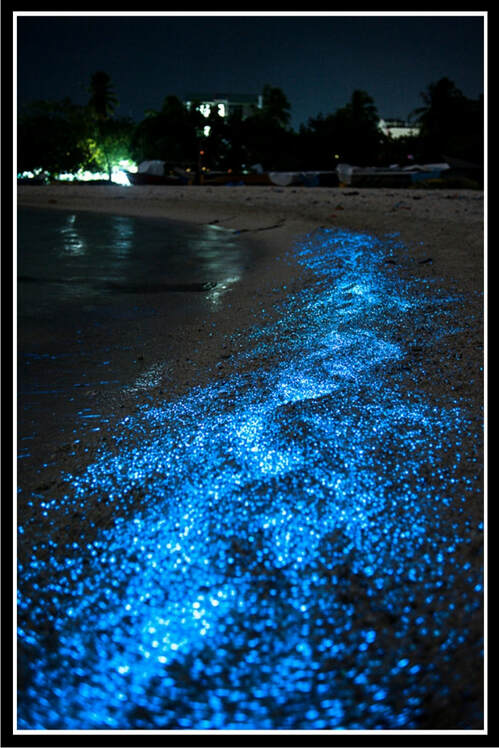 Luminescent Beach Photo / Faithfulness Leads to Revival by Deborah Perkins of His Inscriptions